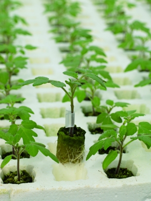 Picture of Tomato Rootstock Estamino F1